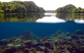 Palau's coral reefs